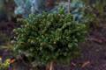 Picea orientalis Barnes IMG_6669 Świerk kaukaski